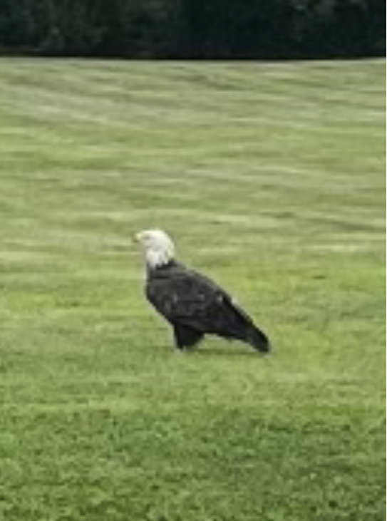 Eagle MJT
